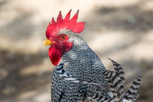 Top Ten Animal Rights Issues | Animal Rights Channel