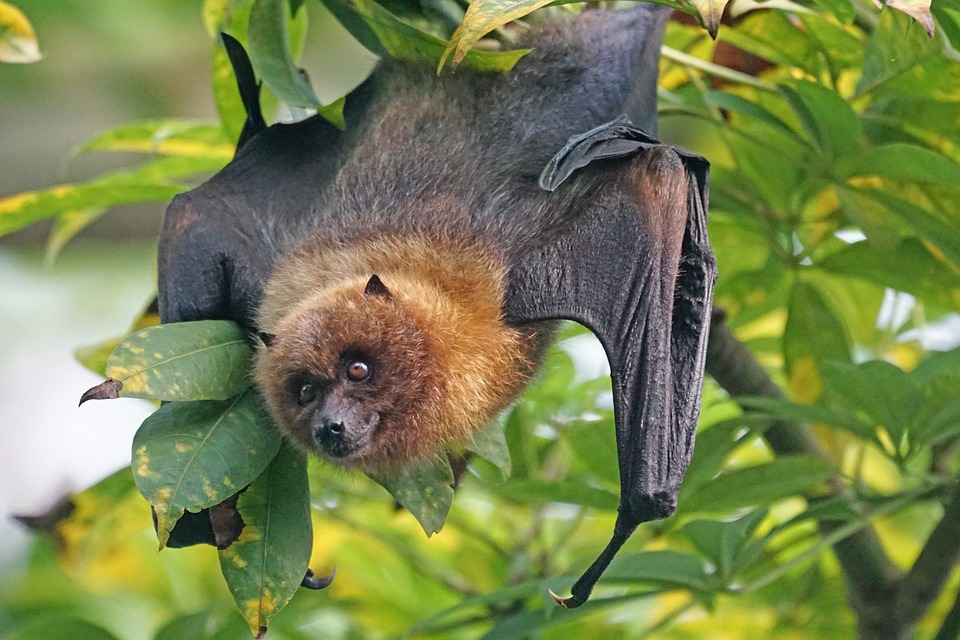 FLYING FOXES