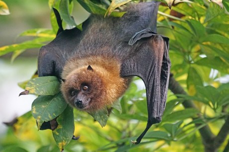 FLYING FOXES